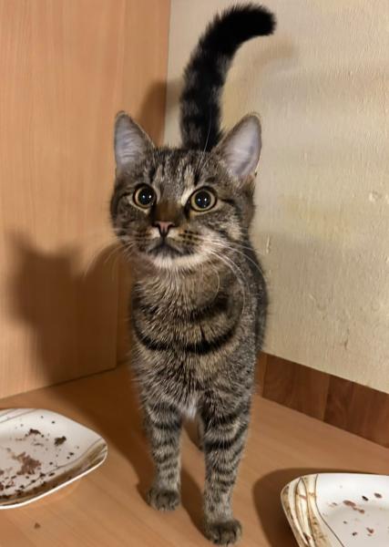 Europäische Hauskatze